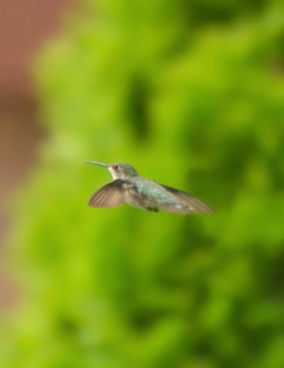 a hummingbird in flight near some green foliage