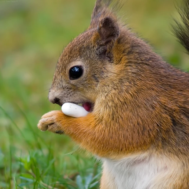 a squirrel with a toy in its mouth eating