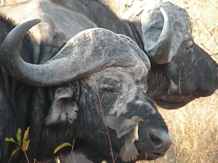 two bulls that are standing in the grass