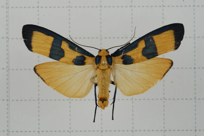 this is an image of a moth in the day