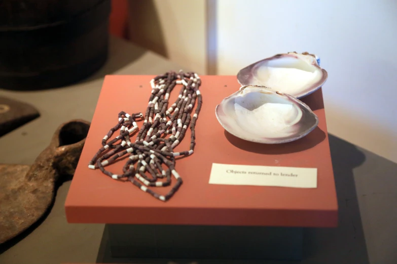 seashells on display on a table near a key chain