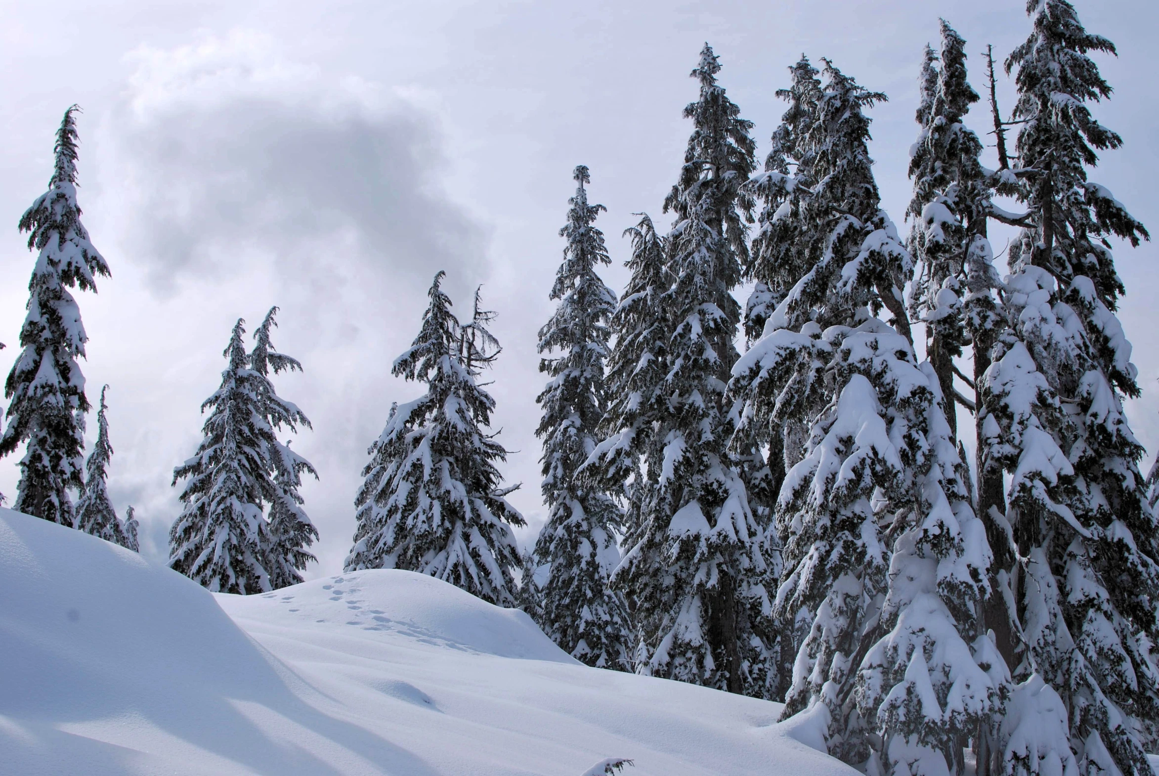 the snowy slope has snow covered trees on it