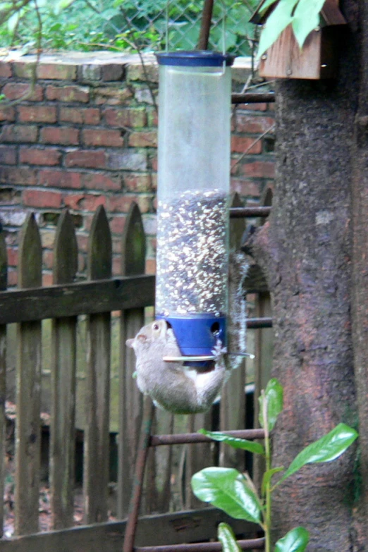 a bird is sitting at a bird feeder