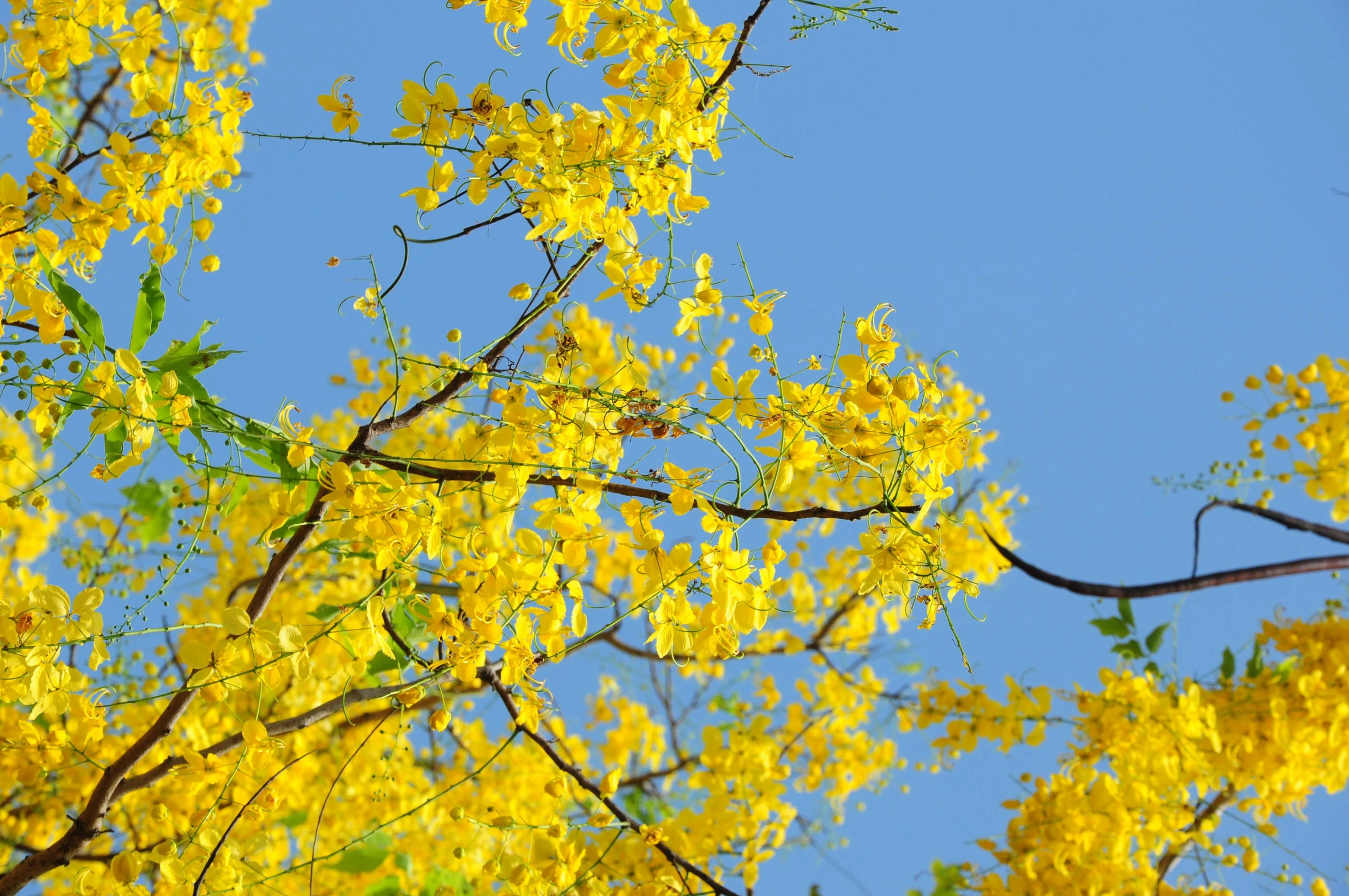 this yellow flower is in bloom with green leaves