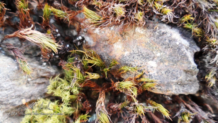 closeup of moss growing on an old rock