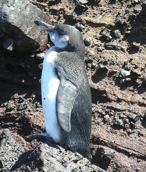 a penguin sits in the sand by some rocks