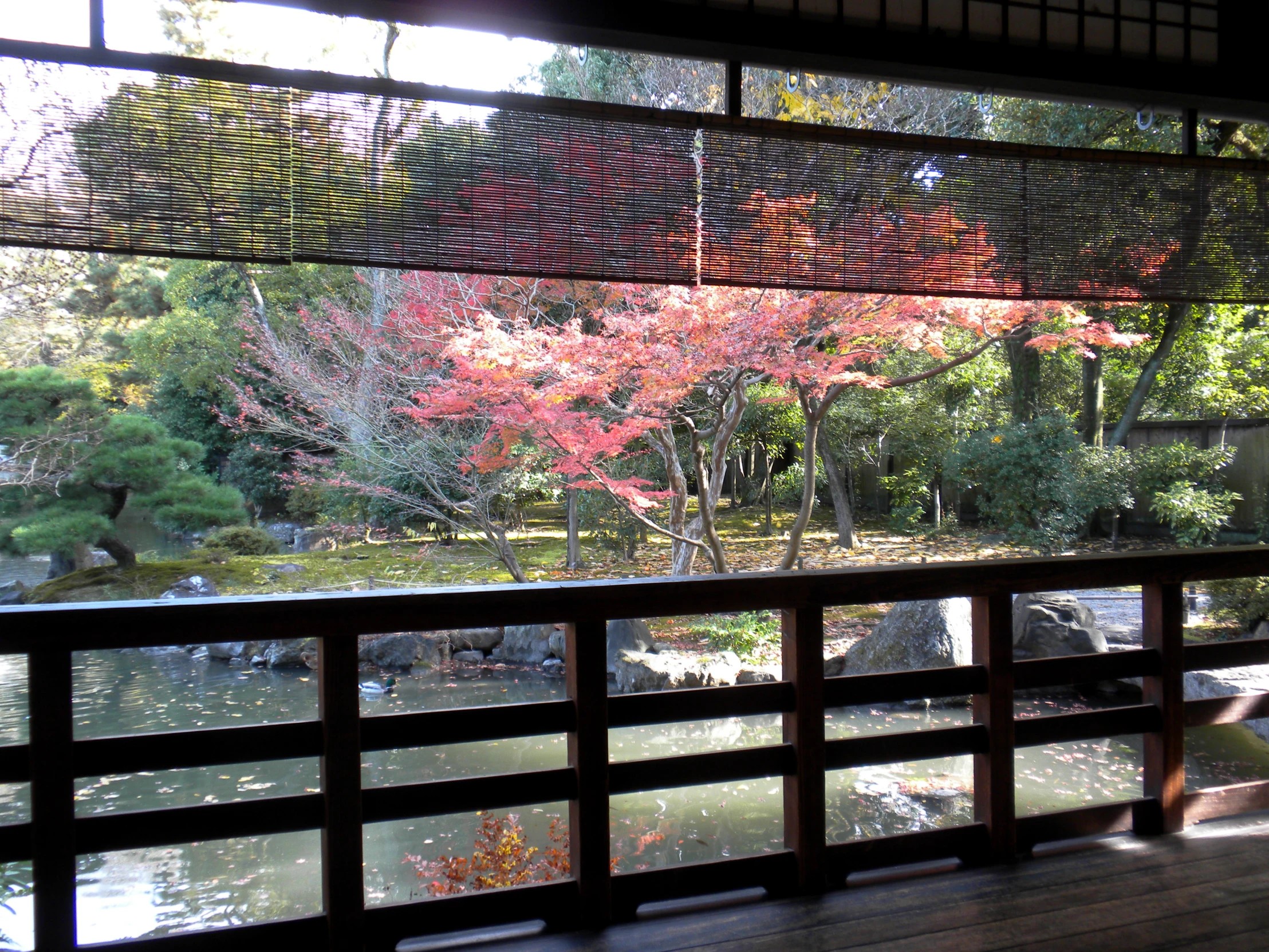 this is a window overlooking a large tree