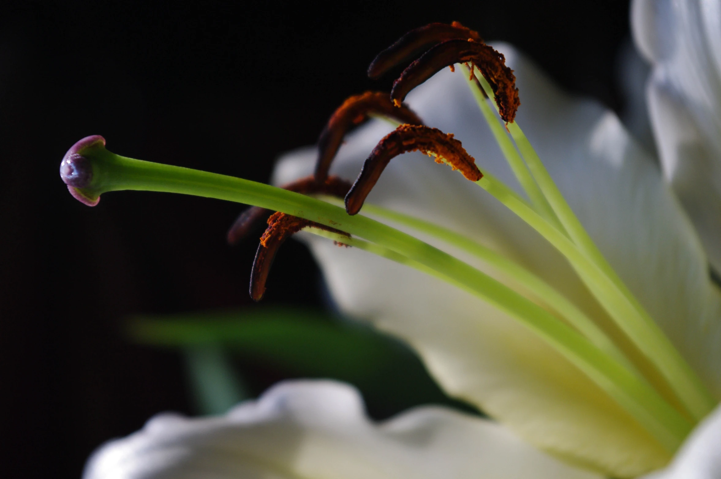 closeup of an interesting flower from the inside