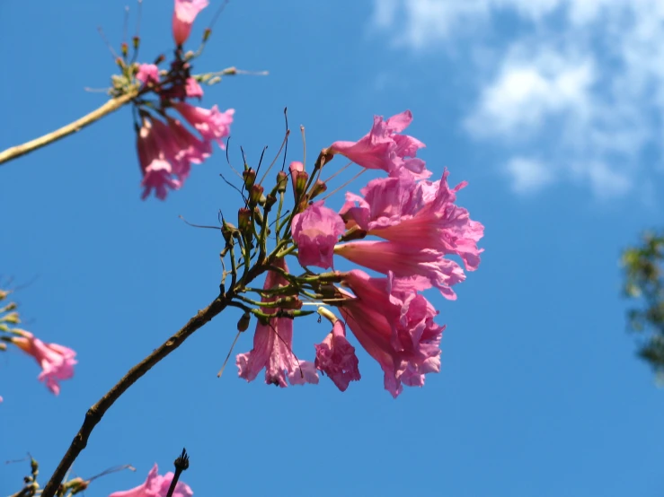 pink flowers with some buds still attached on a twig