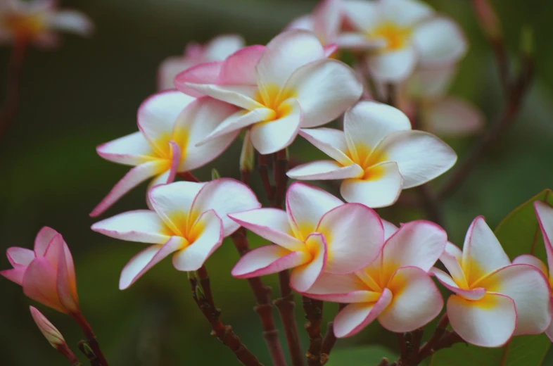 a cluster of pink and white flowers sitting on top of green leaves