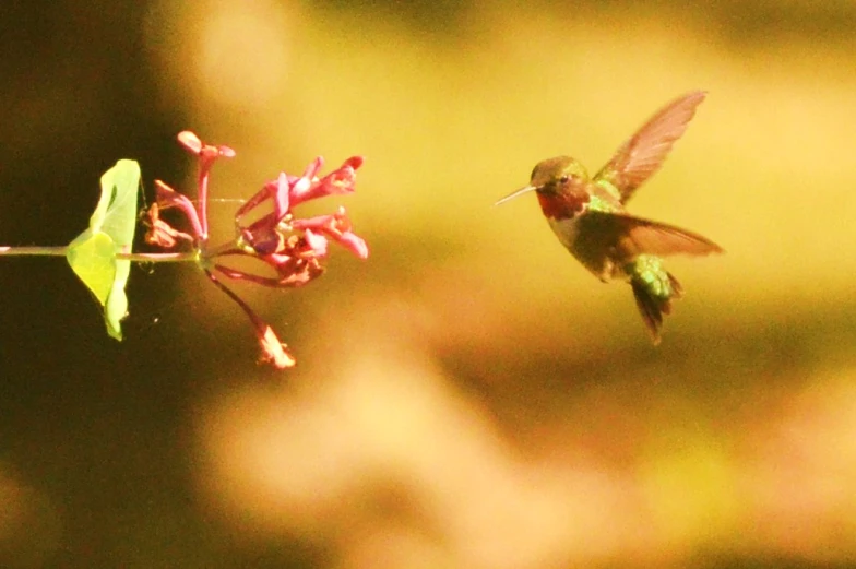 a hummingbird is hovering toward a flower