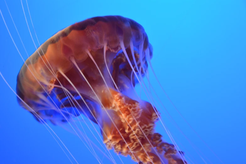 large jellyfish with white strings in the ocean