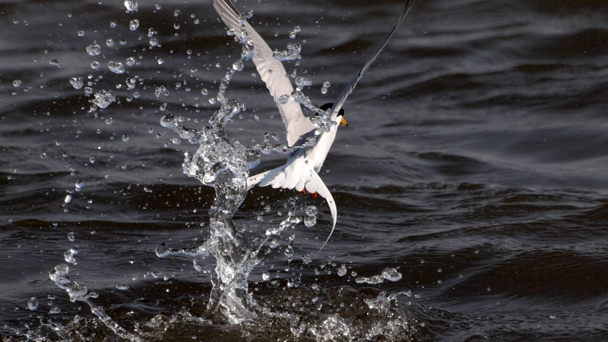 a seagull is flying over the water