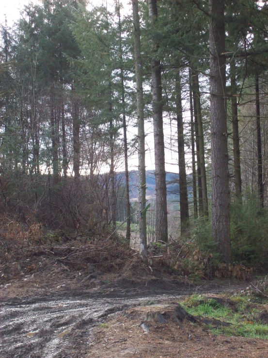 the woods in the background is covered by the snow