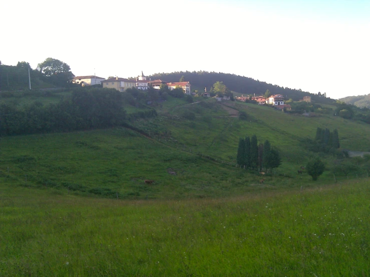 a lush green hillside next to a bunch of trees