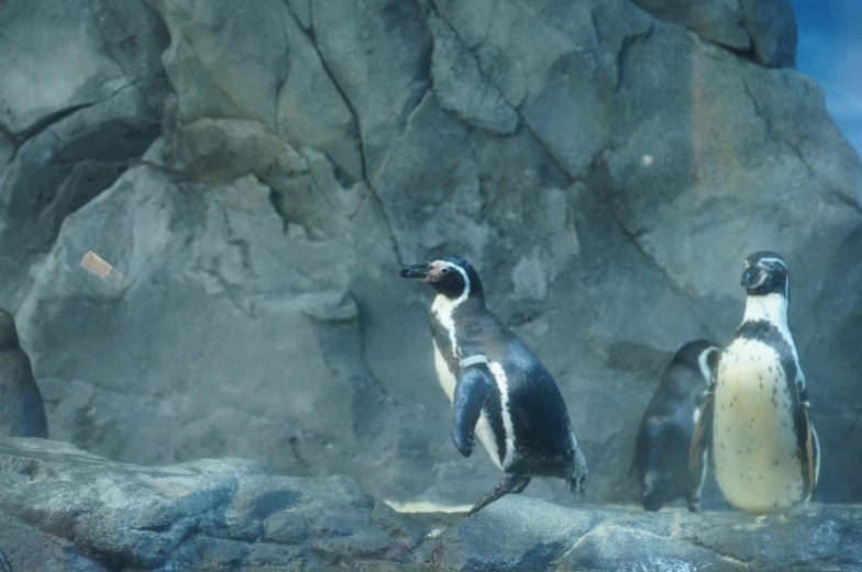 a couple of penguins walking by a cliff