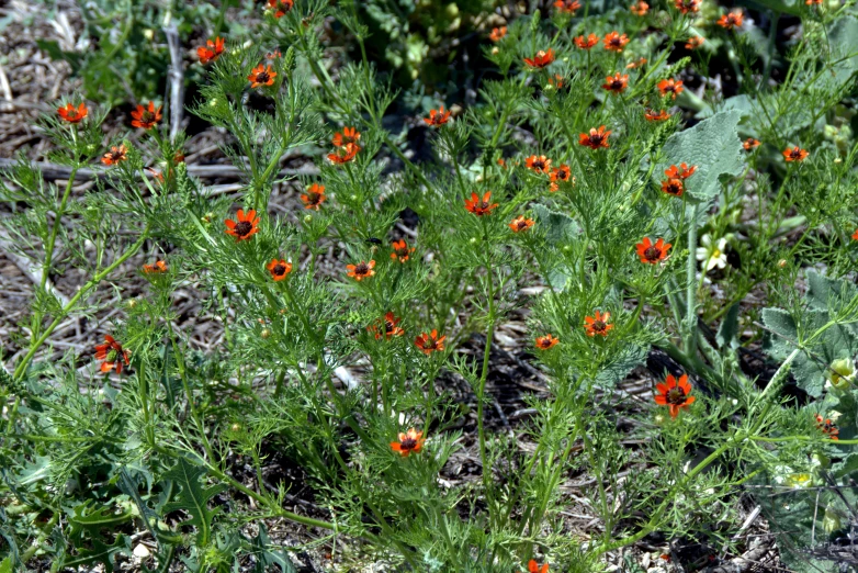 orange and red flowers are growing out of the grass