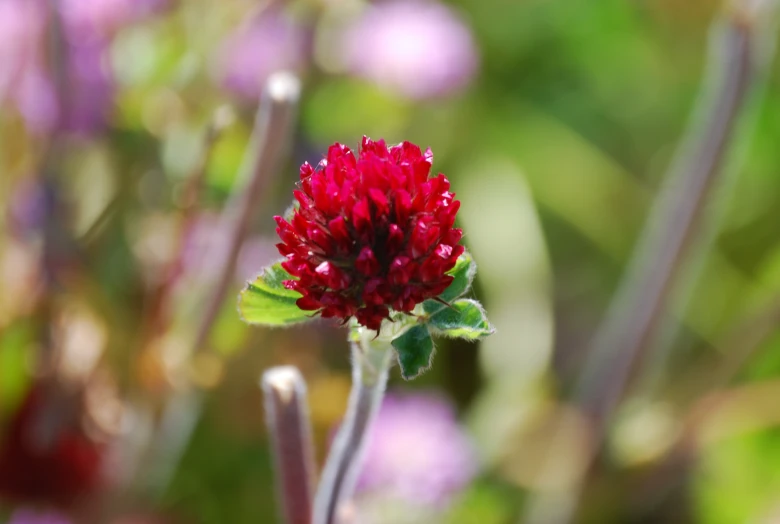 a close up of a red flower with green leaves