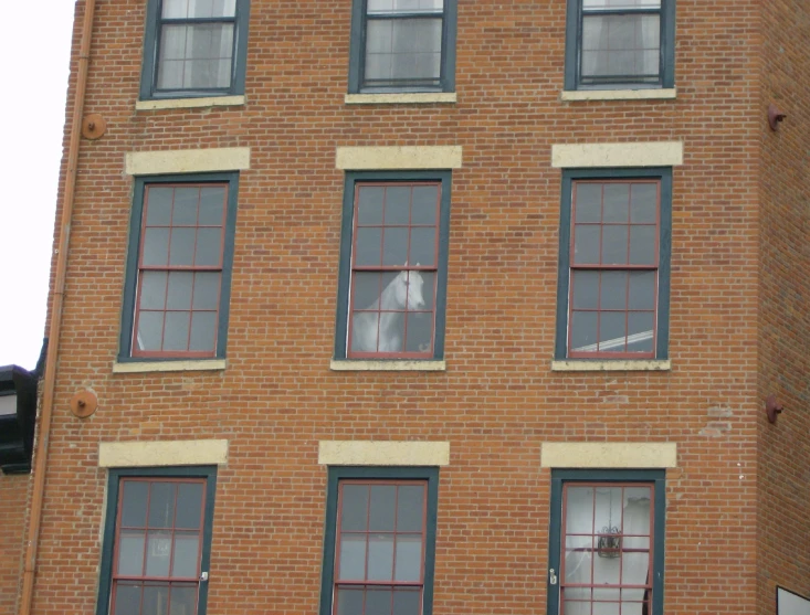 dog sticking his head out of the windows of a tall building