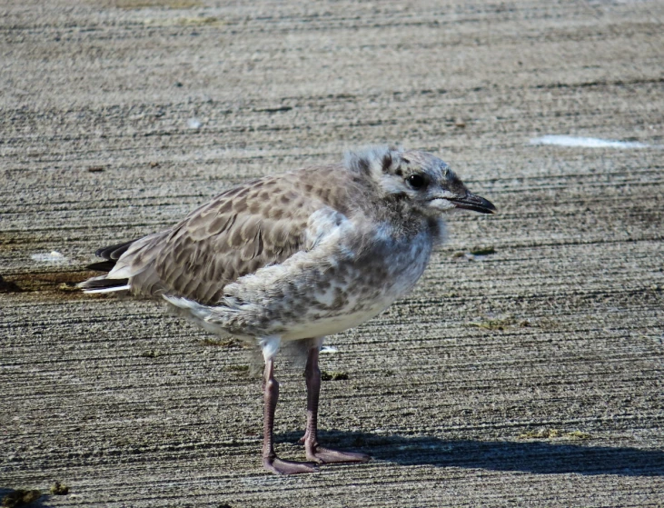 a bird on the ground and on the sand