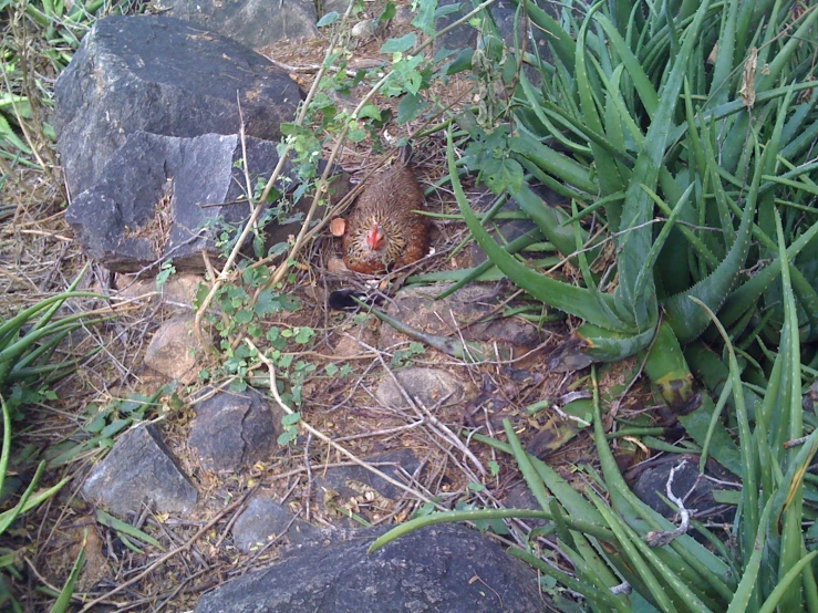 this is an image of a bird in the grass