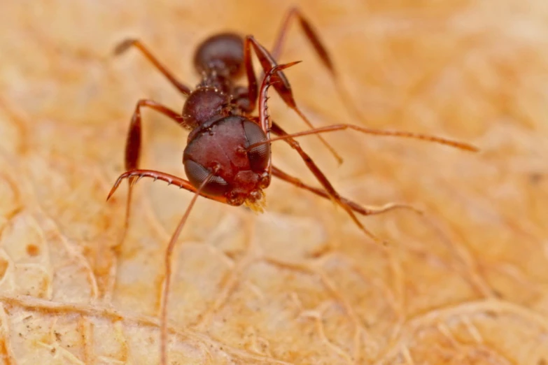 the ant has a very large piece of meat on its back legs