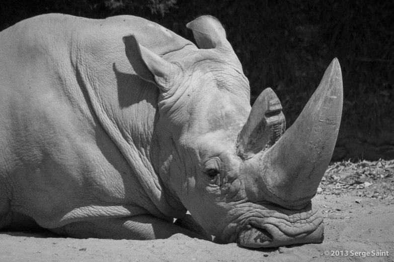 an adorable black and white rhino is laying down