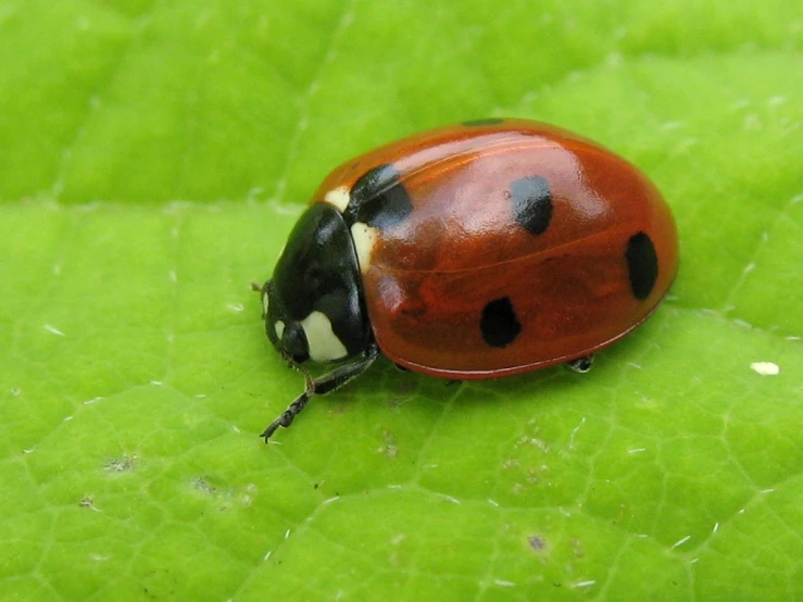 a lady bug sitting on top of a leaf