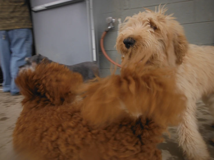 a close up of two dogs near a door