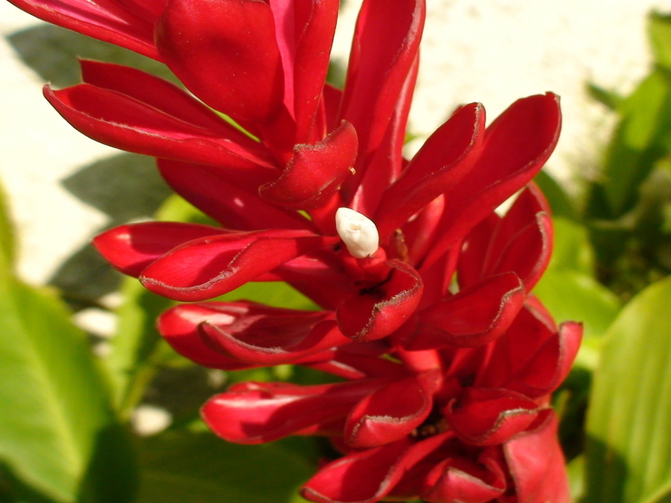 closeup of a red flower growing outside of a building