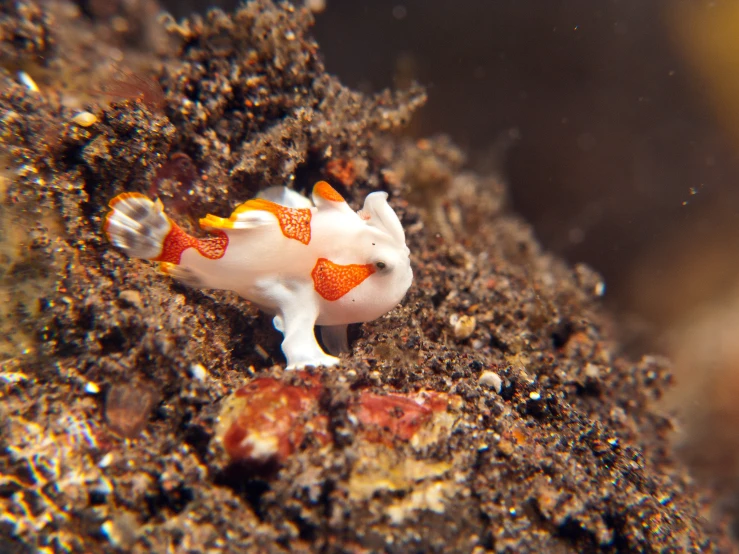 a small white fish on a coral reef