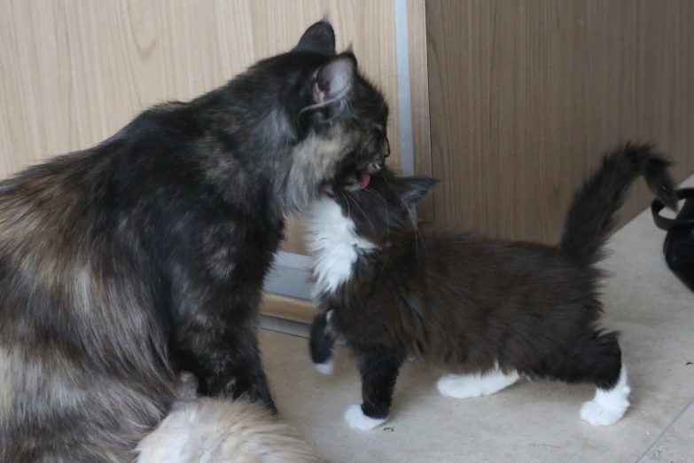 a black cat and two black cats standing together