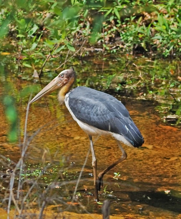 a bird standing in water with an extremely large beak