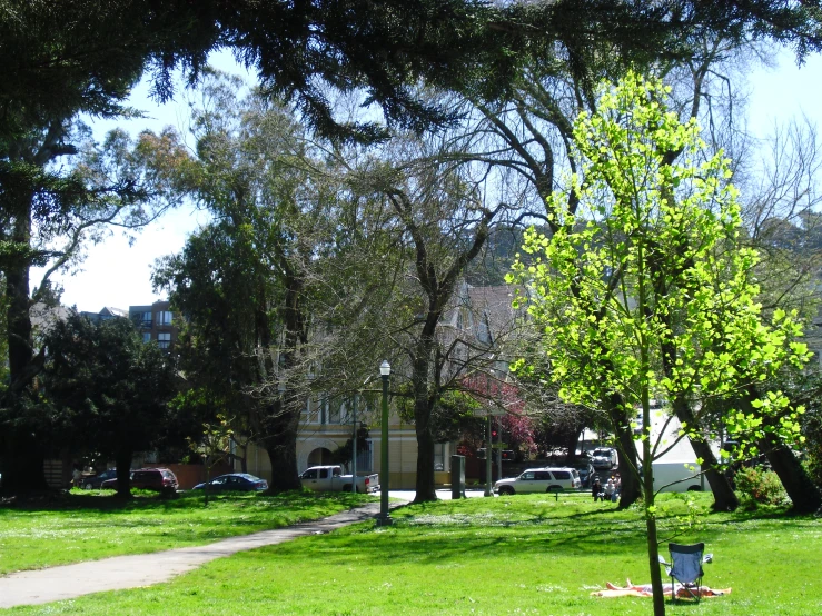 a tree next to the road and a chair on the grass