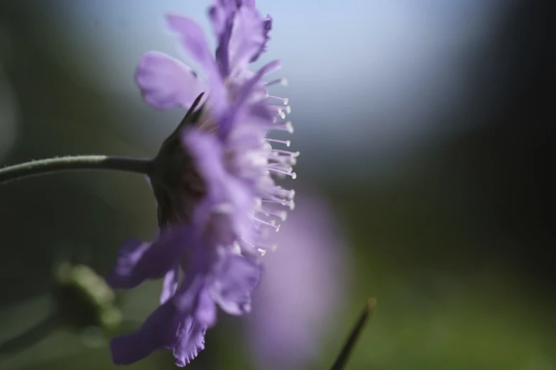 the purple flower is close up with blurred background