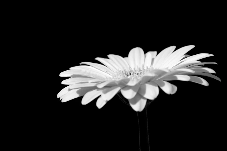 the back end of a white daisy on black