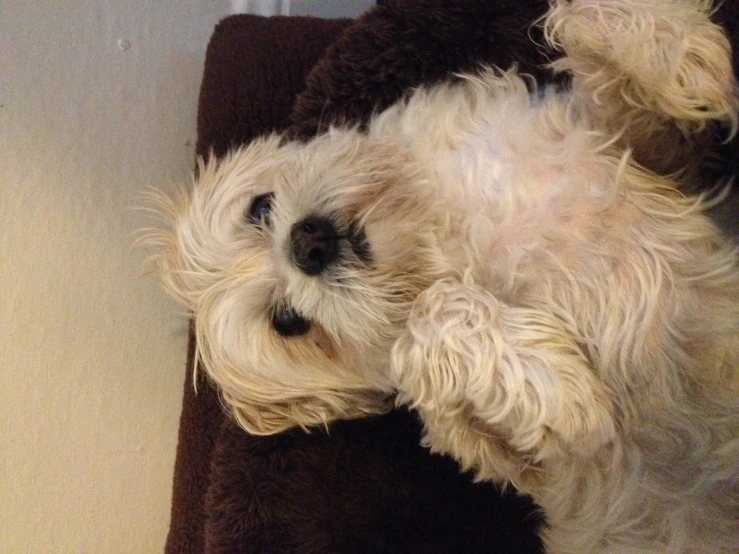 a white dog sits on a brown couch