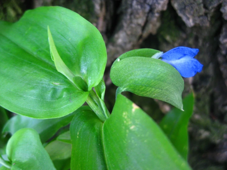 a flower that is next to a tree