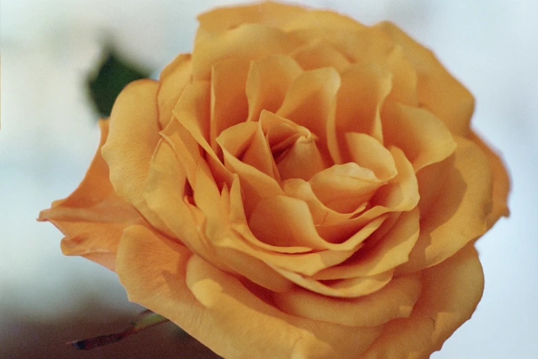 a close up view of a yellow rose flower