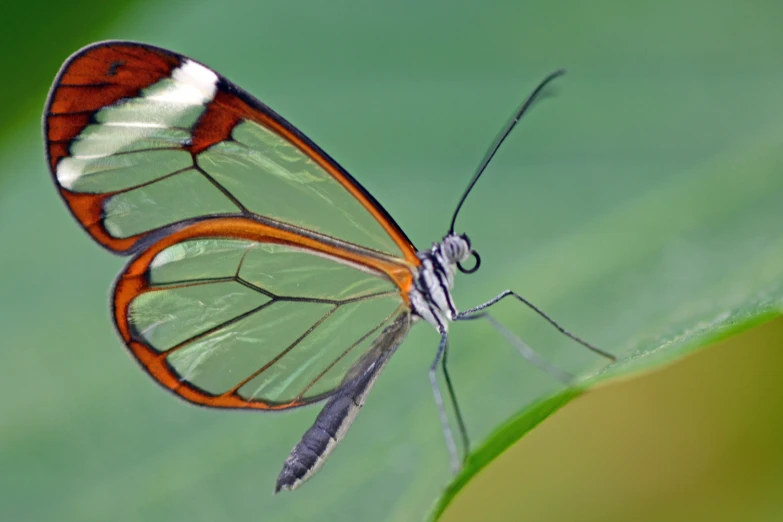 there is an orange and white erfly on a green leaf