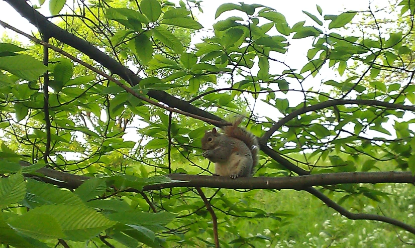 a squirrel sitting in the nches of a tree