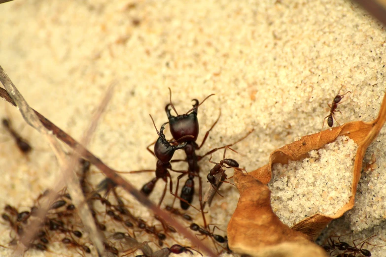 small ant beetle on side of white wall