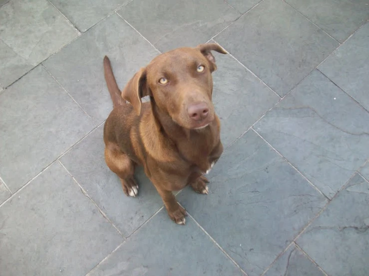 a brown dog sitting on top of stone flooring