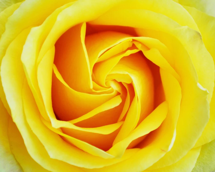 a yellow rose is blooming in a large open flower