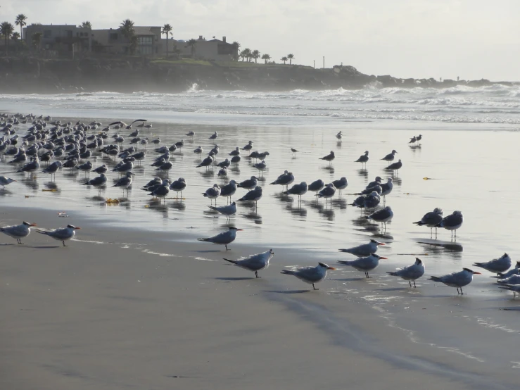 a bunch of birds standing on the sand of a beach