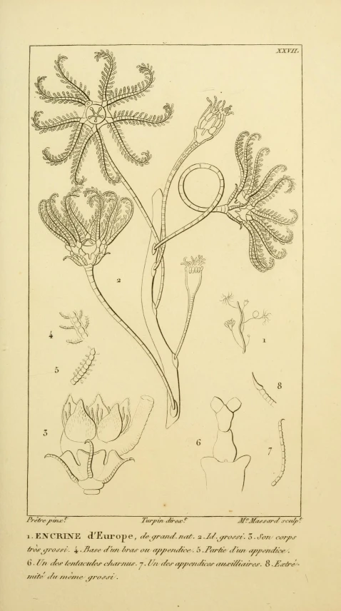 a drawing is shown with two flowers on the left side