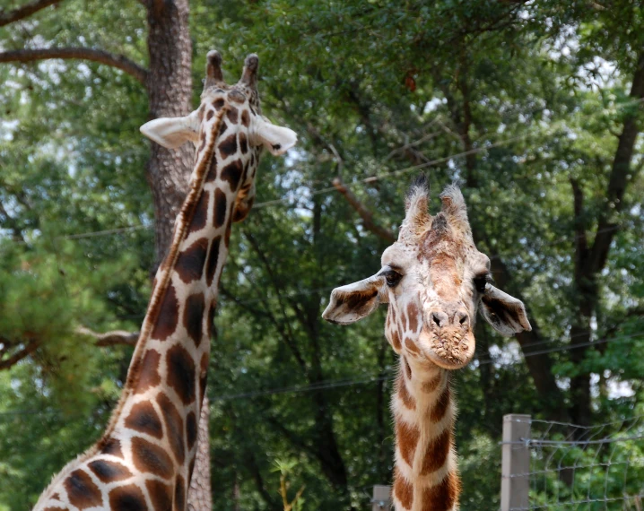 a giraffe stands next to another giraffe in an enclosure