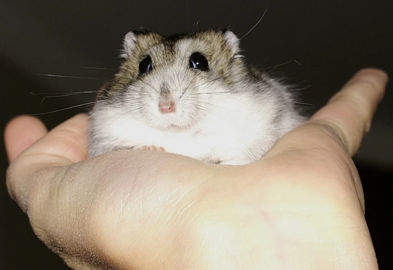 a hamster on the left hand that is laying down