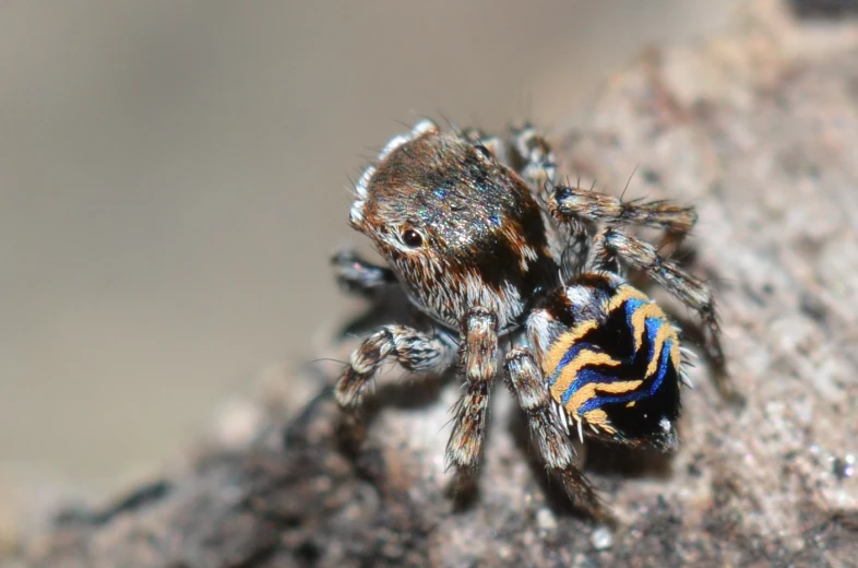a close up of a spider on a rock