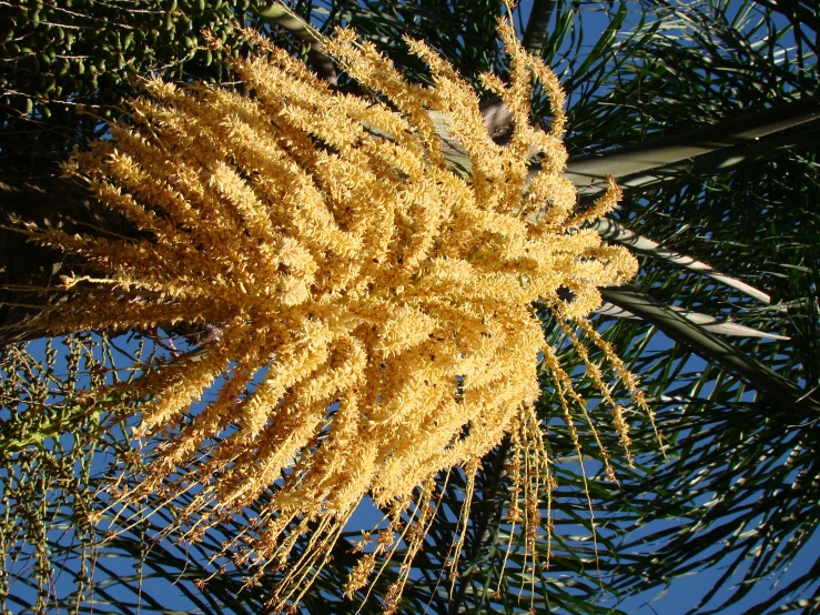 a yellow plant is in the foreground against a blue sky